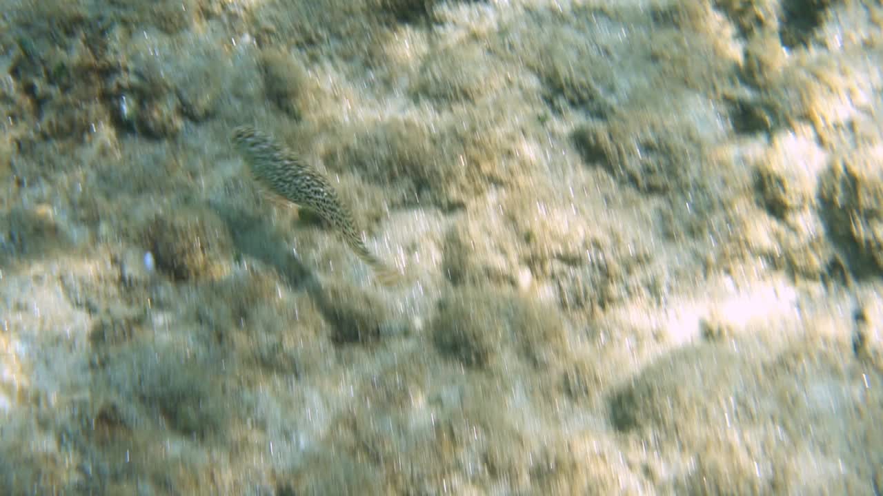 在海底的鱼视频下载