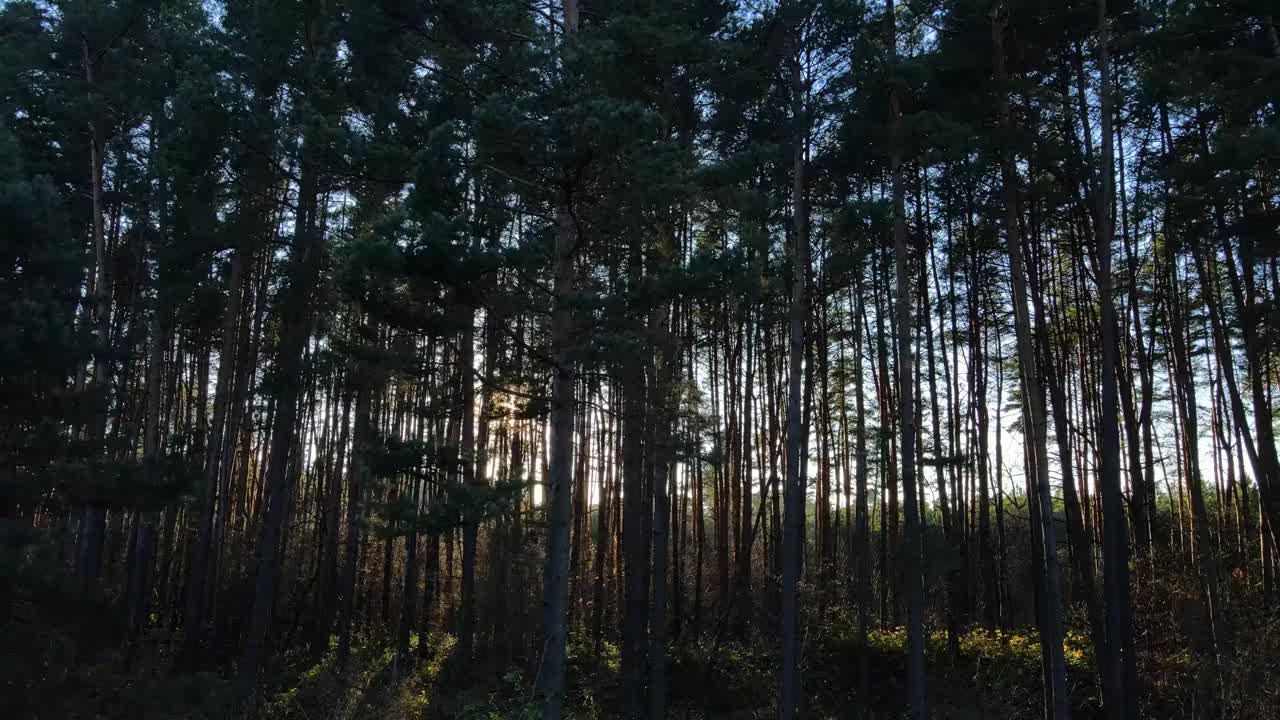 阳光透过浓密的森林照射进来视频素材