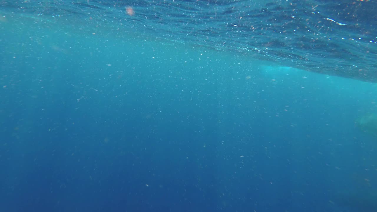 当海豚游过时，座头鲸会呼气。视频下载