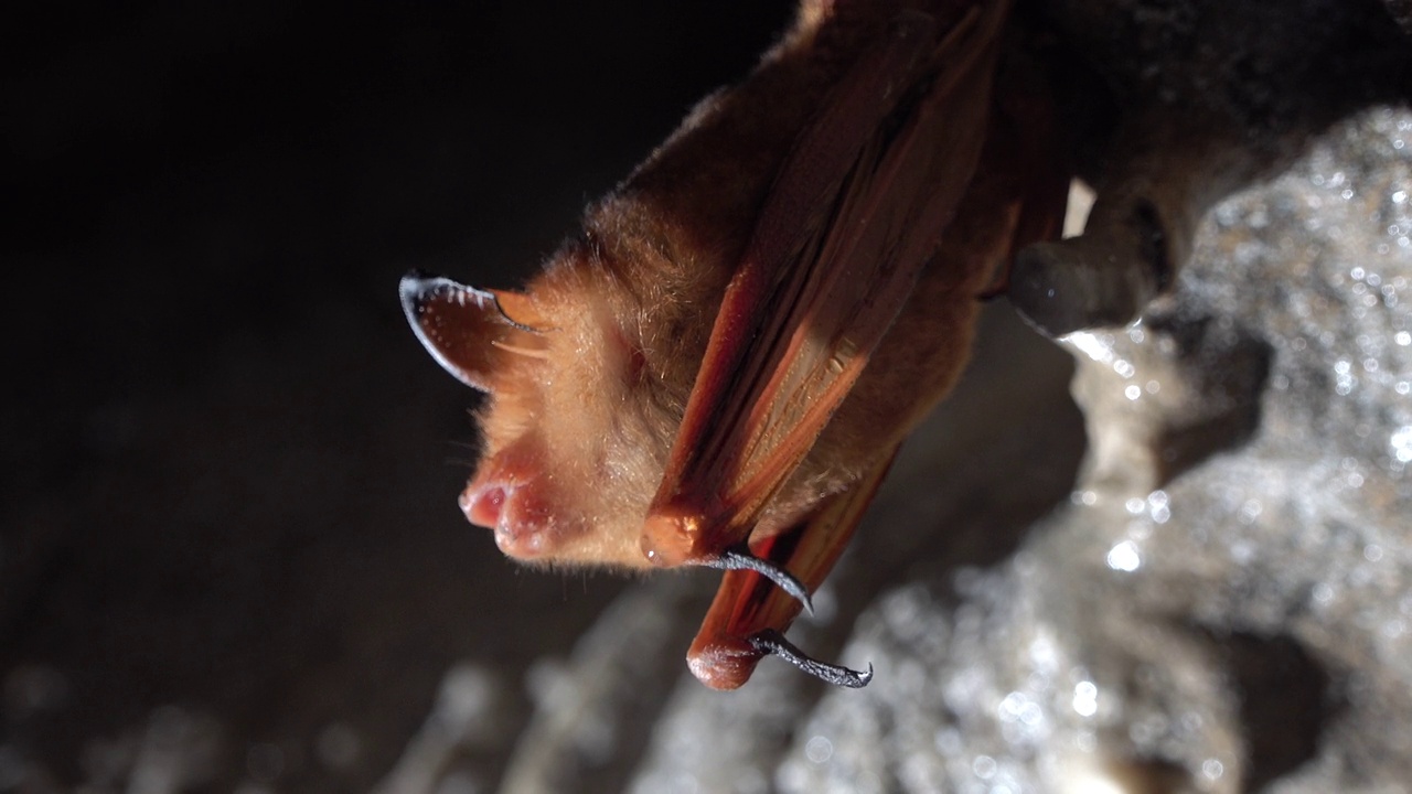 霍奇森蝙蝠悬挂在洞穴天花板上发出声波/韩国江原三陟市视频下载