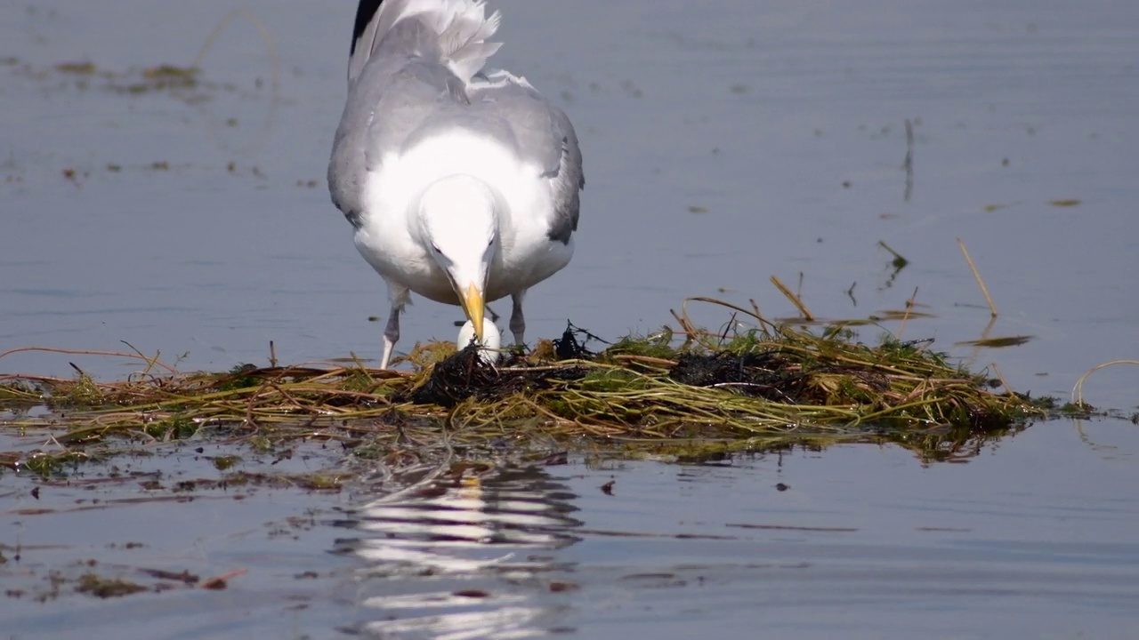 在韩国京畿道安山市的鸟巢上，海鸥打碎并吃掉了大冠鸊蚌的蛋视频下载
