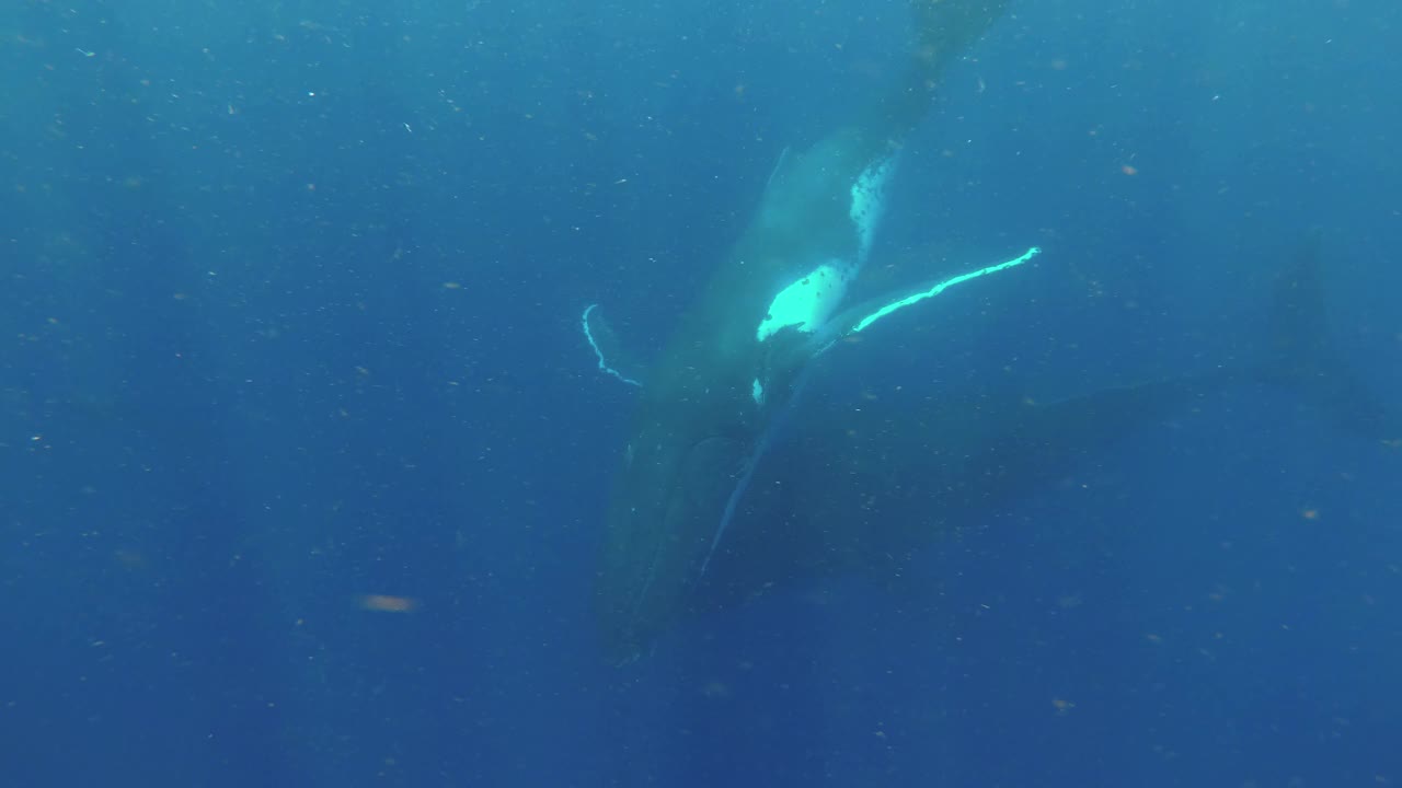 宽吻海豚与两头座头鲸汤加互动。视频下载