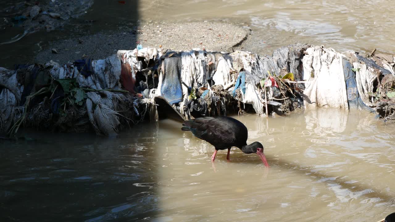赤面朱鹭，又称呓语朱鹭，是一种红眼睛的鸟，在垃圾附近的河里觅食视频素材