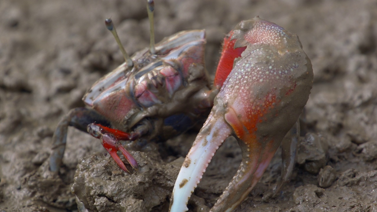 用前腿收集泥盖房子的螃蟹/韩国京畿道安山市视频下载