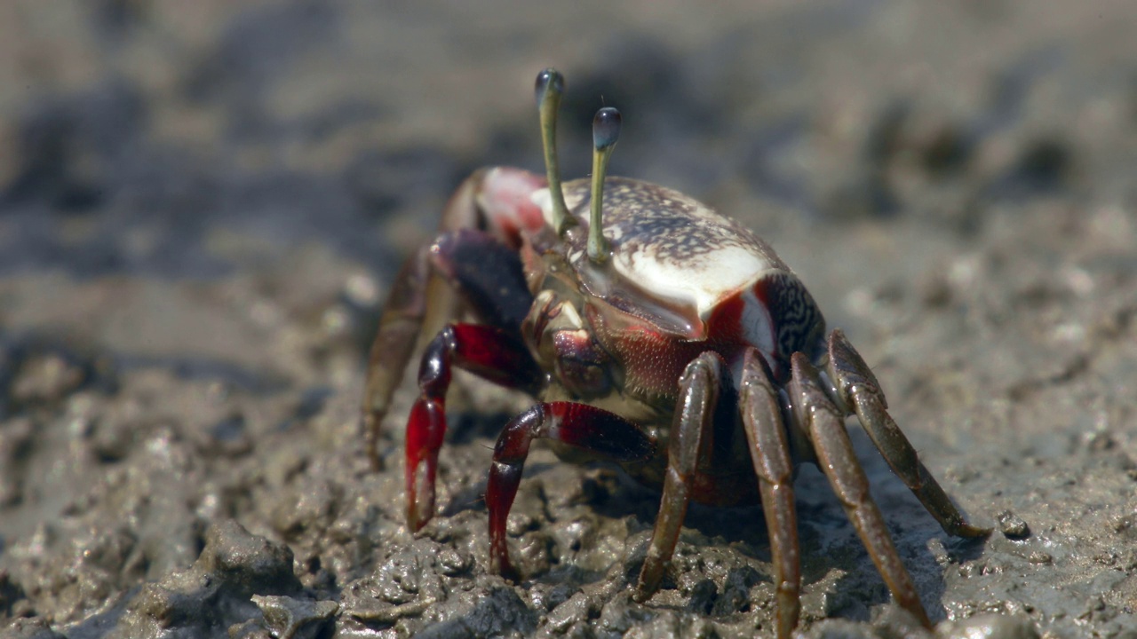 韩国京畿道安山市泥滩上吃有机物的螃蟹视频下载