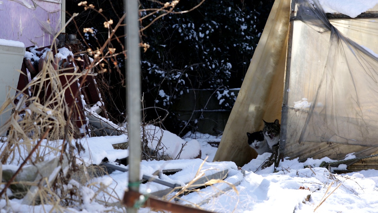 冬季，在京畿道高阳市一山新城市再开发地区，两只猫在倒塌的乙烯基温室里视频下载