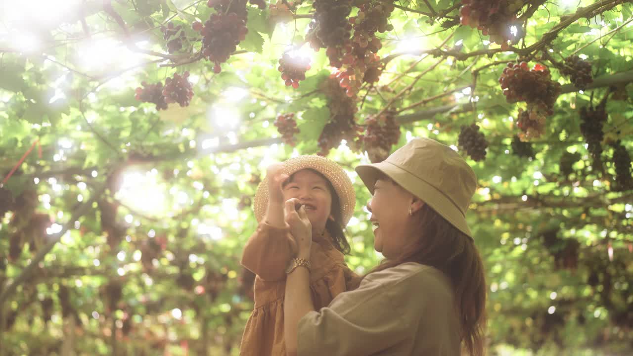 奶奶和孙女在葡萄园里摘葡萄。视频下载