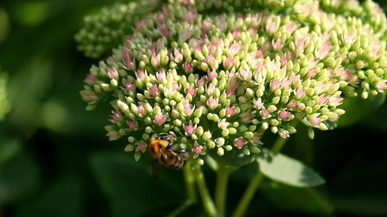 花上的小大黄蜂视频素材