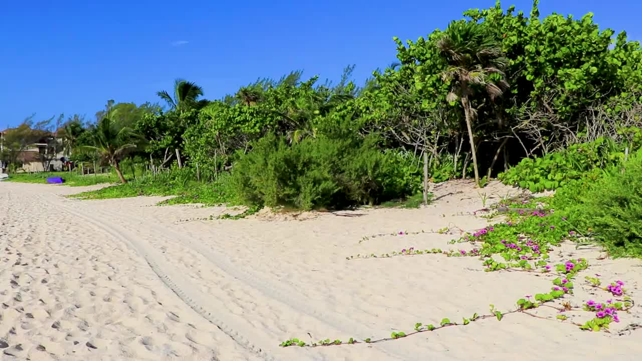 热带墨西哥的自然海滩与森林卡门海滩墨西哥。视频素材