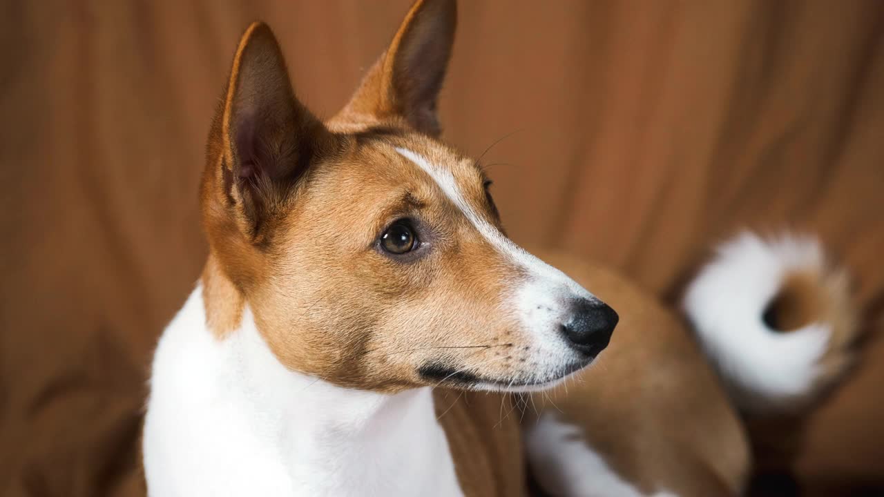 有趣的红白巴森吉狗的肖像，在相机上看，近距离。视频素材