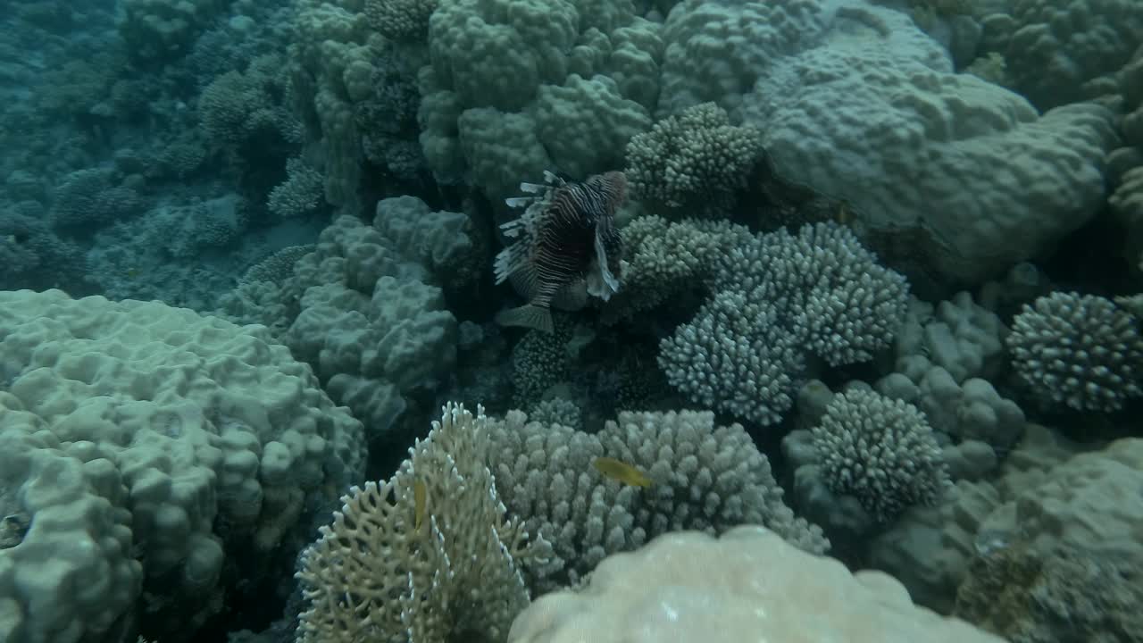 红狮鱼——蝴蝶鱼在热带珊瑚礁上游泳。狮子鱼的特写。热带海底鱼类。水下鱼礁海洋。视频素材