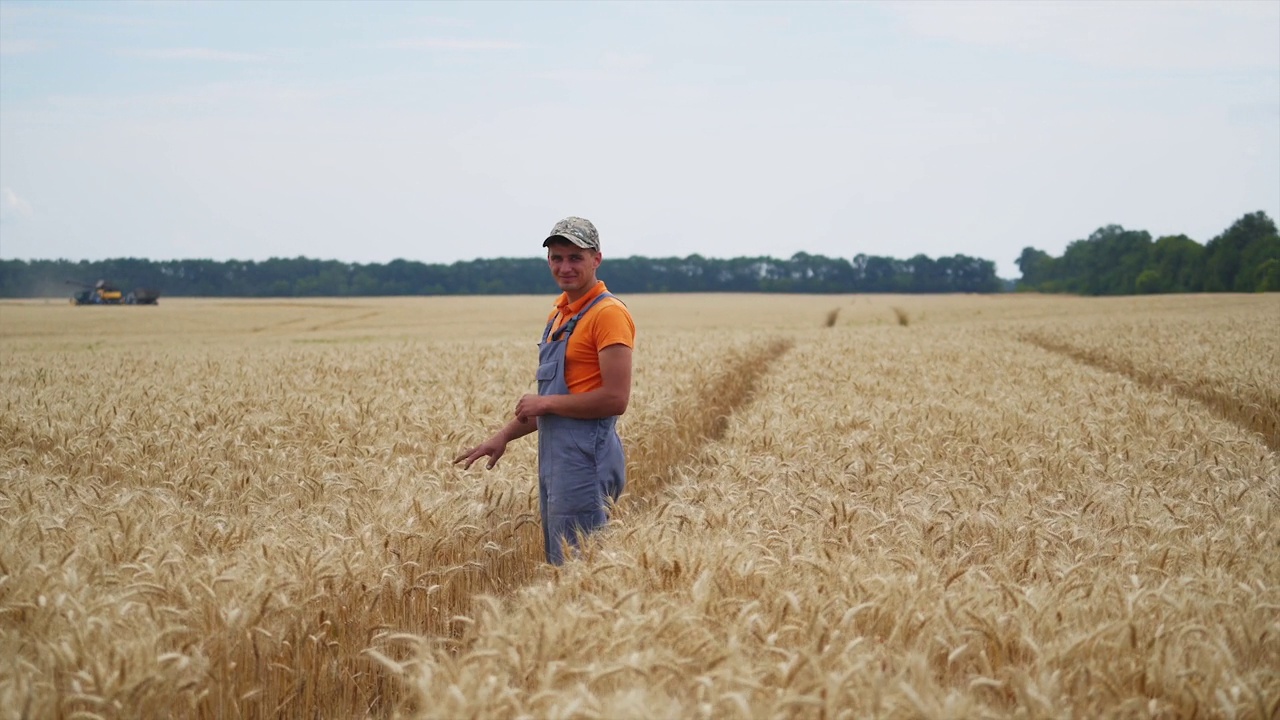 农民观察收获过程。结合现场工作。干燥的小麦和乡村景观。视频下载