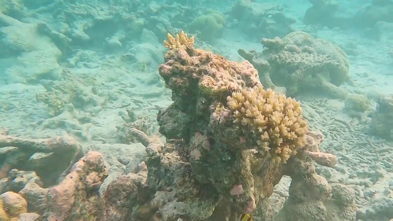 海底珊瑚礁和热带鱼视频素材