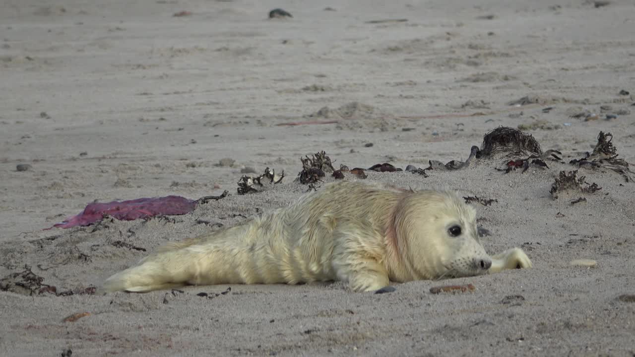 新生的灰海豹带着脐带和胎盘独自在海滩上，婴儿计划视频下载