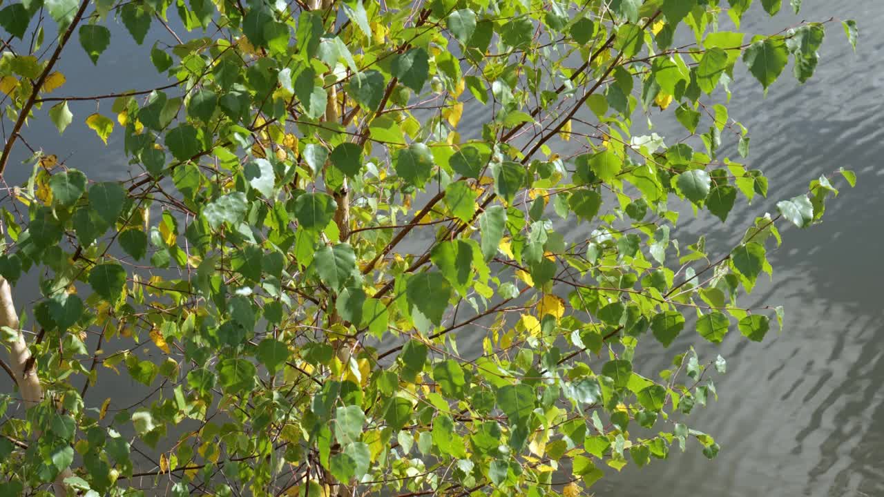 桦树的树枝与绿色的叶子在水的背景视频素材