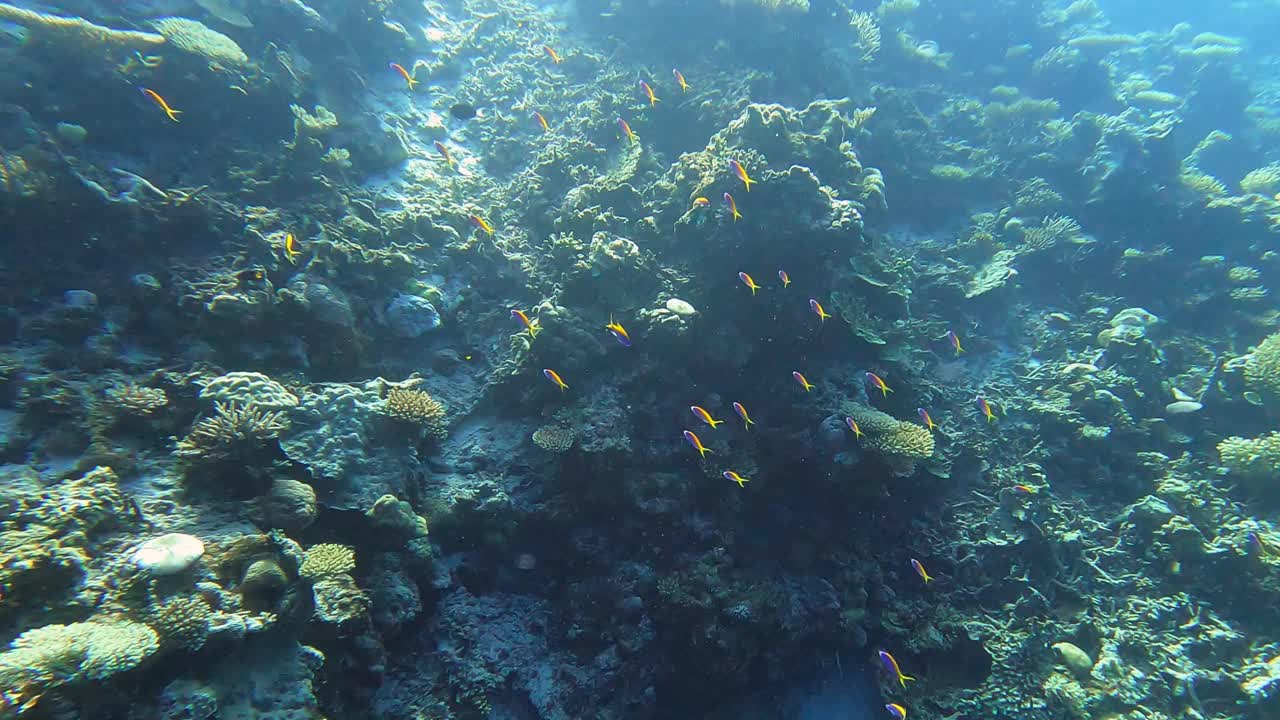 海底珊瑚礁和热带鱼视频下载