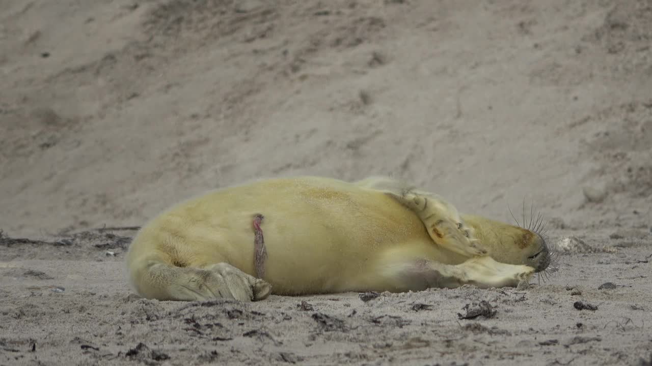 新生的灰海豹带着脐带独自在海滩上，婴儿计划视频下载