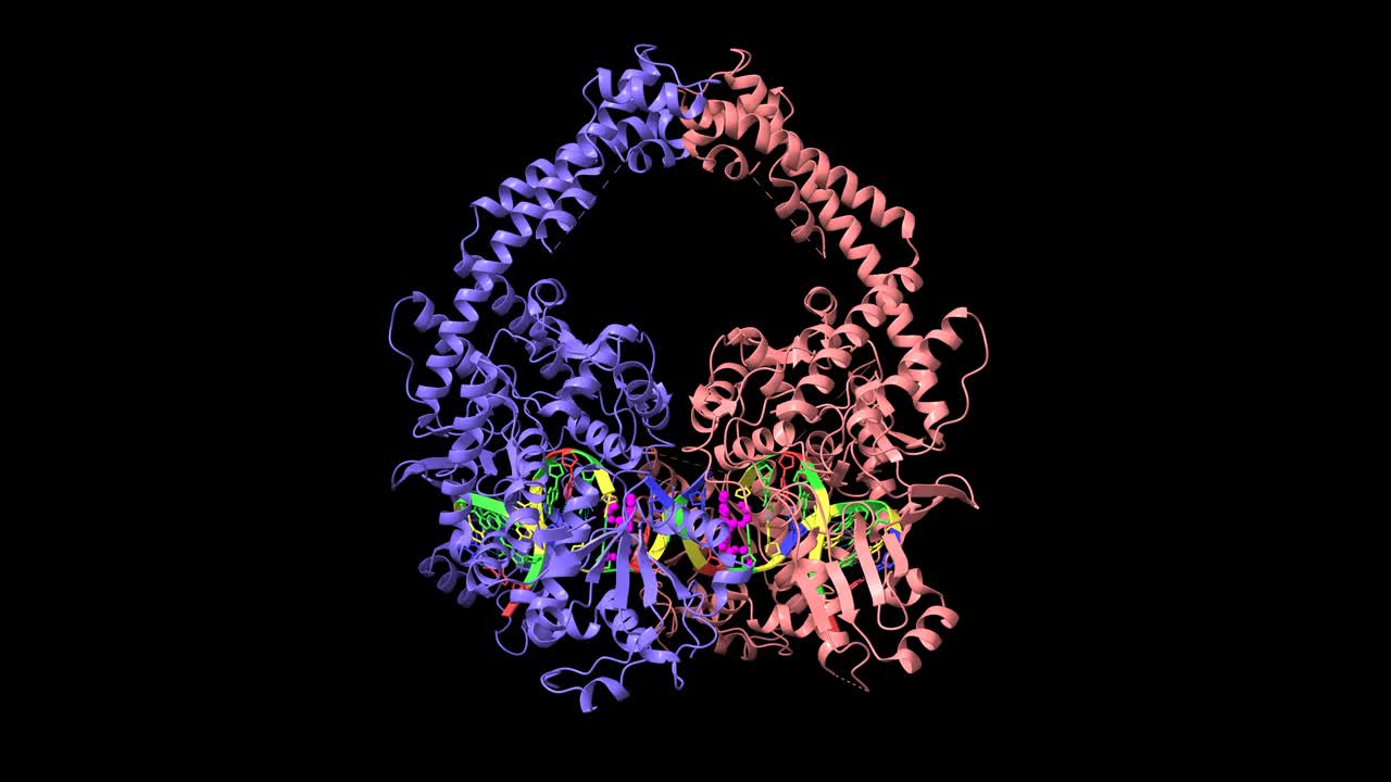 人类拓扑异构酶2 β与DNA和抗癌药物米托蒽醌(洋红色)的复合物。视频下载