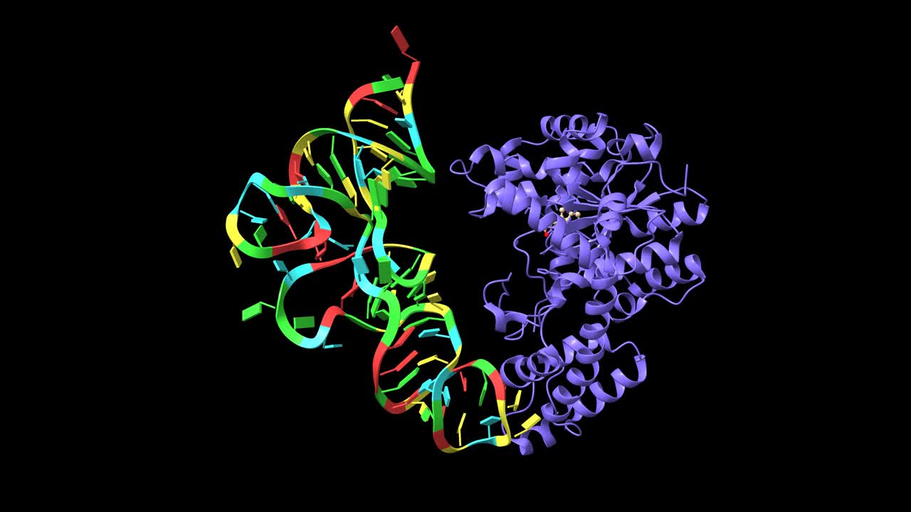 人类色氨酸-tRNA合成酶与tRNA(Trp)和色氨酸复合物的结构。视频下载