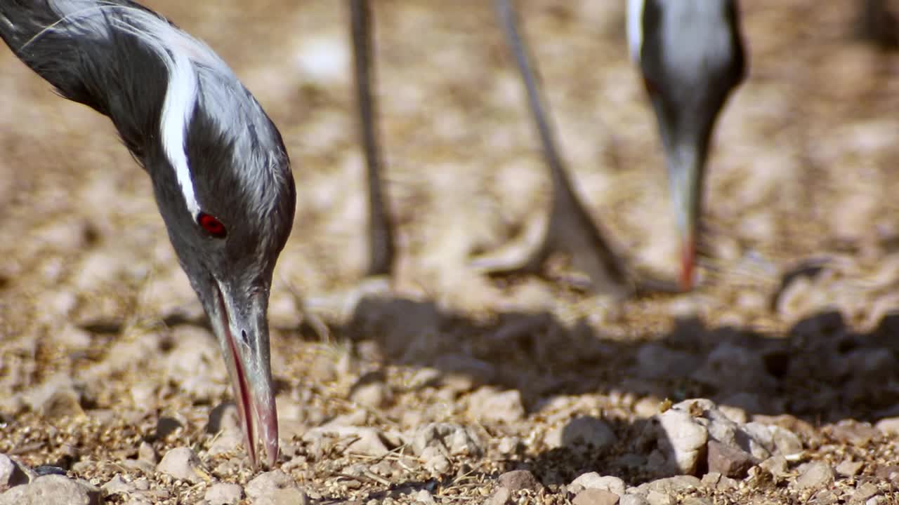 白鹤鸟在吃种子，在沙漠中觅食-特写/前景聚焦视频下载