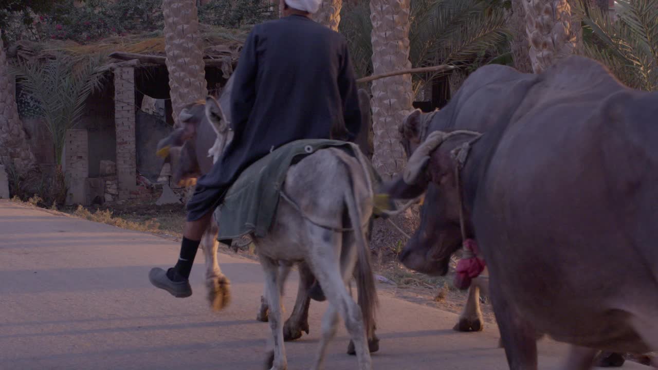 下面是一名男子骑着驴带着牲畜在塞加拉的街道上行走的照片视频下载