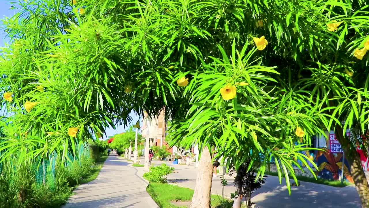 黄色夹竹桃花在树上与蓝色的天空在墨西哥。视频素材