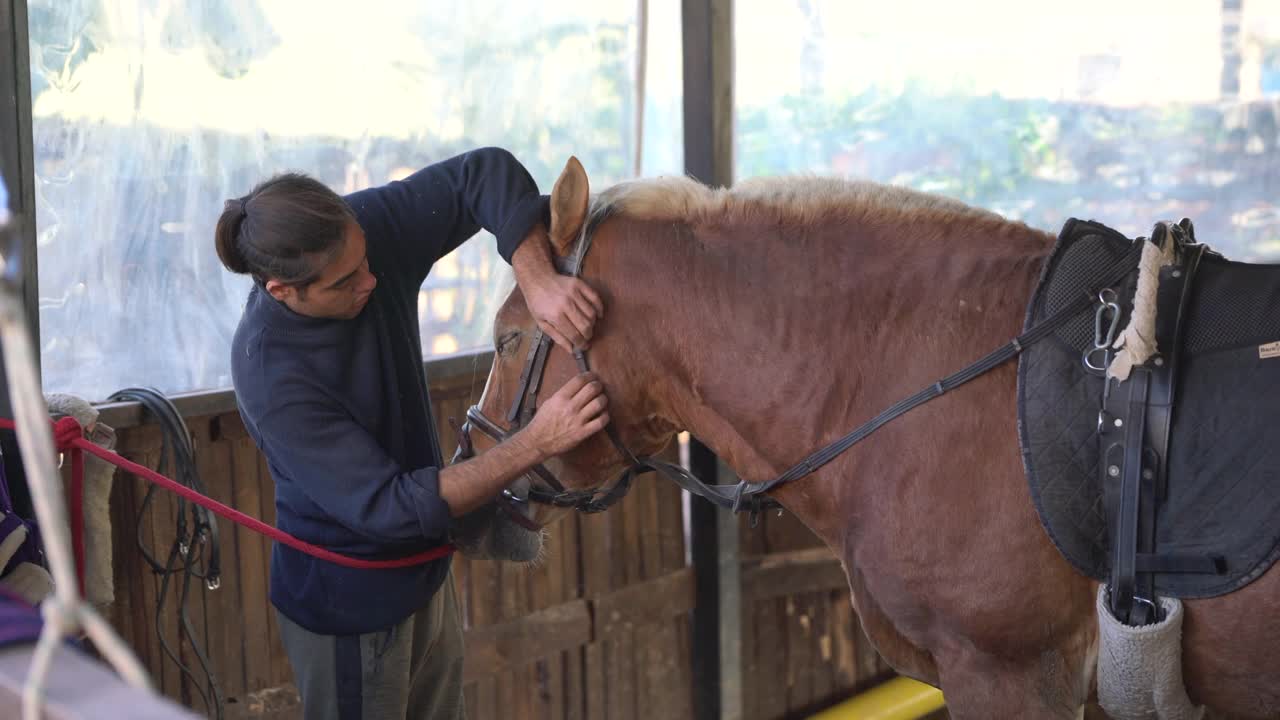 马饲养员在骑马前给马做准备。视频下载