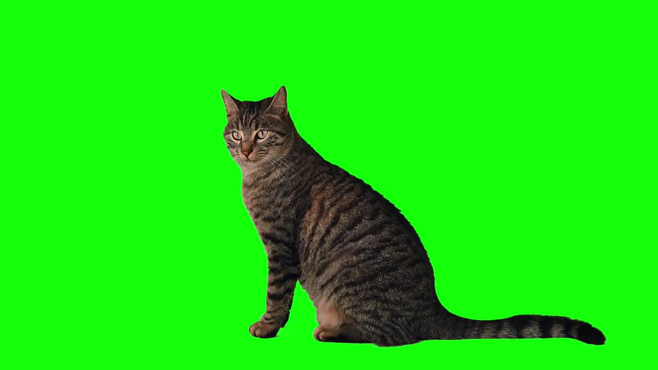 可爱的虎斑猫在绿色屏幕上视频素材