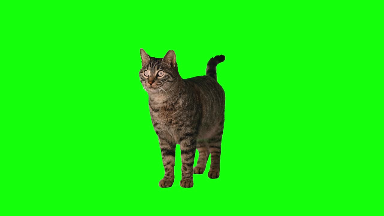 可爱的虎斑猫在chroma键绿色屏幕上视频素材