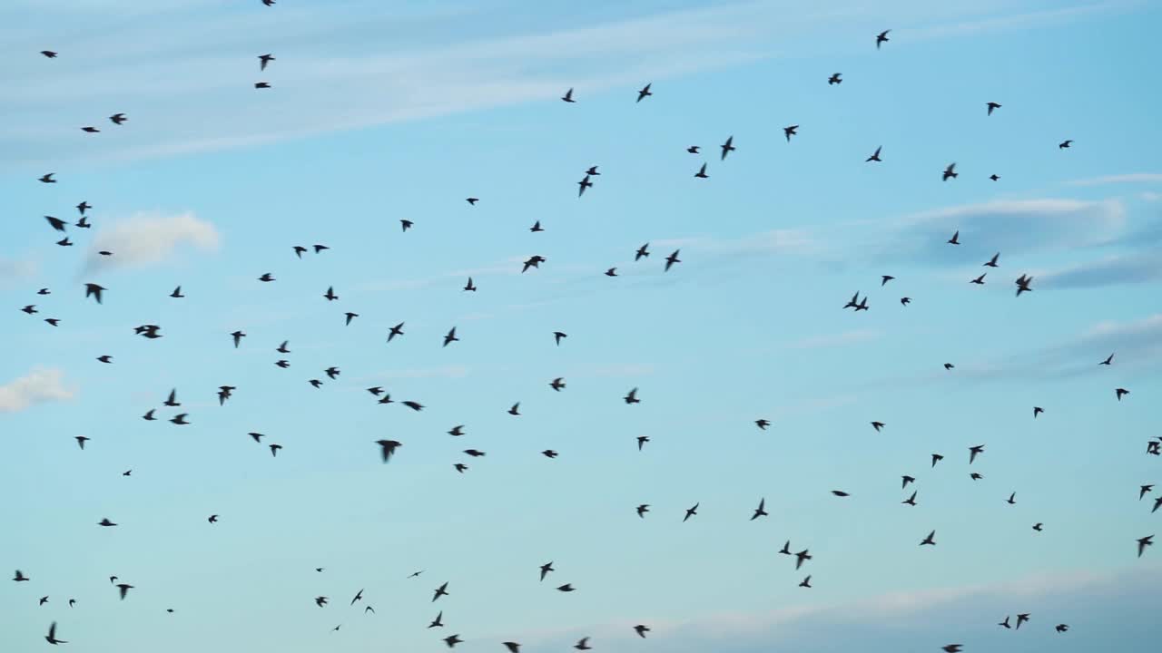 一群鸟的剪影视频素材