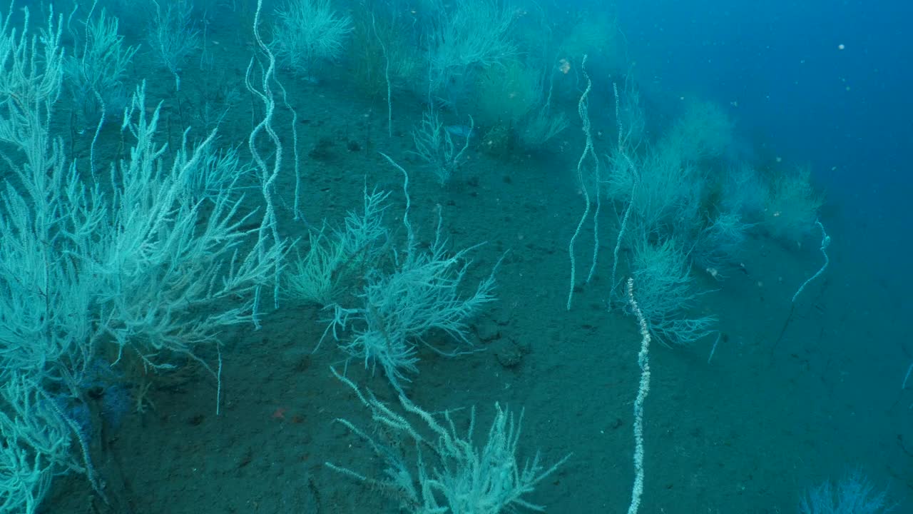 军用沉船甲板上的软珊瑚群视频下载