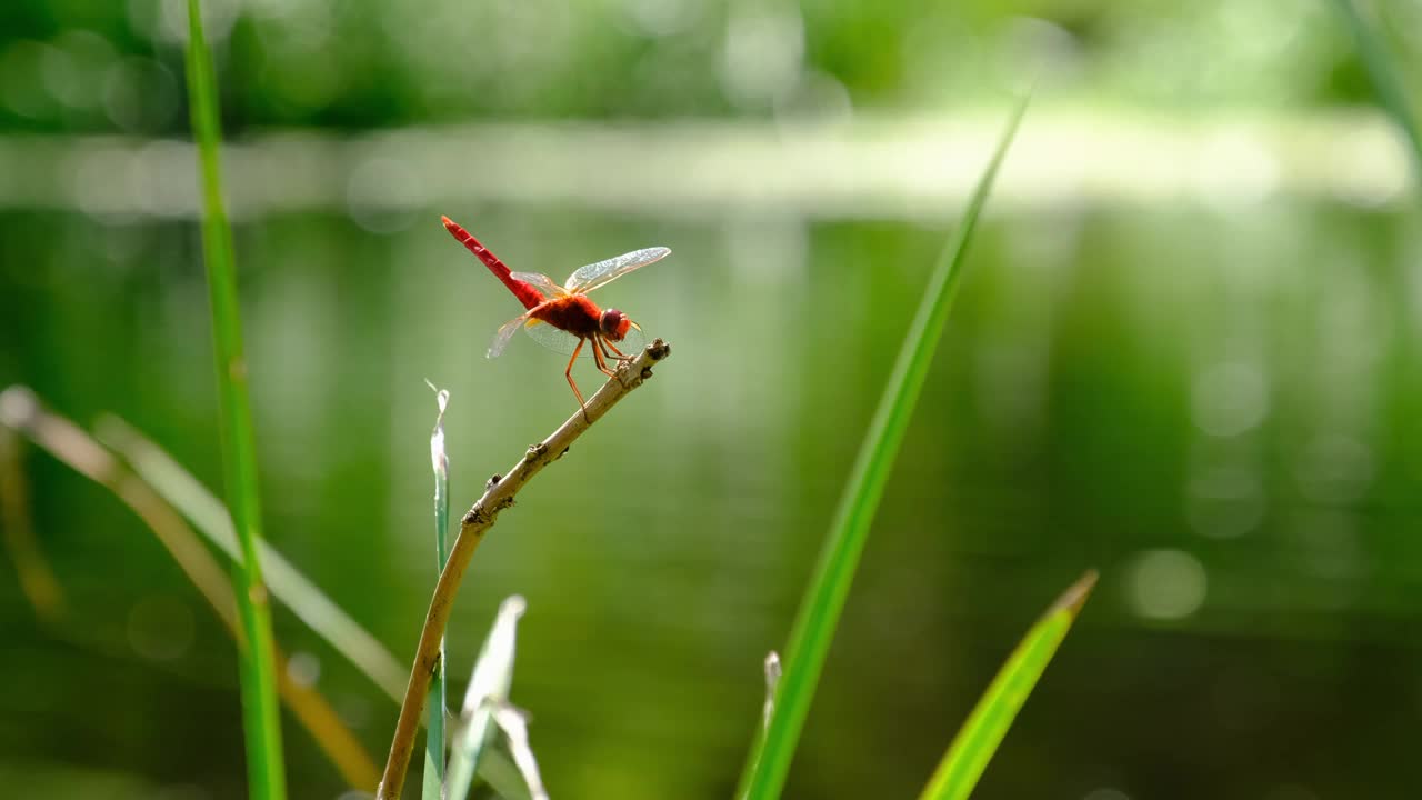 红色蜻蜓在一个树枝上的绿色自然河边，特写视频素材