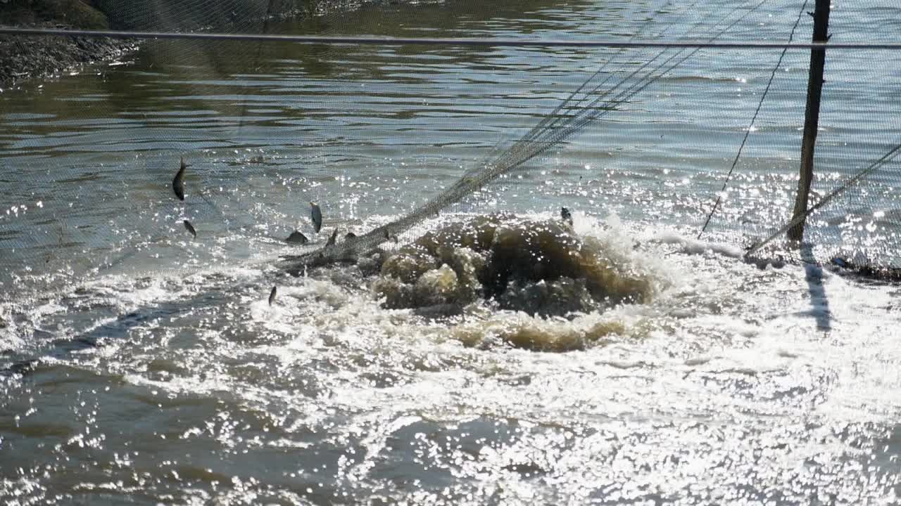 惊慌失措的鲱鱼跳得很高，以慢动作跳过池塘网视频下载