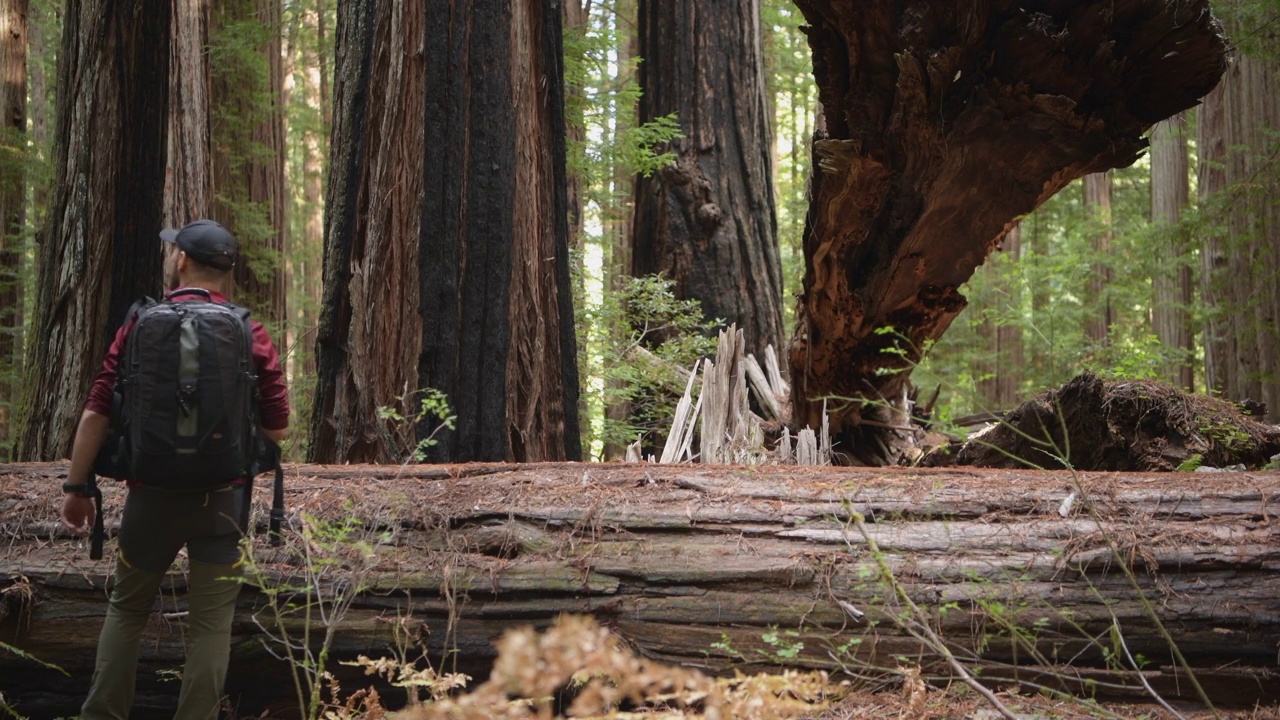 徒步旅行者享受北加州红杉森林视频下载