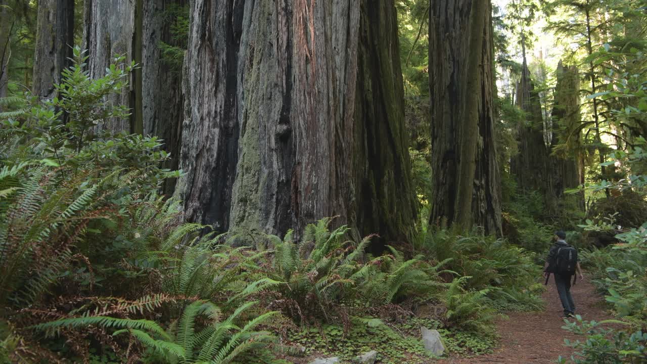 徒步旅行和探索加州红杉森林。视频下载
