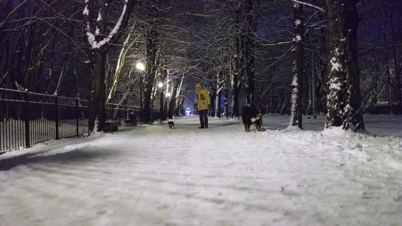 冬天的傍晚，一个穿黄夹克的女人牵着一只狗和一只拴着皮带的猫走在巷子里。这只狗在树上撒尿，然后扔雪，标记领地。视频下载