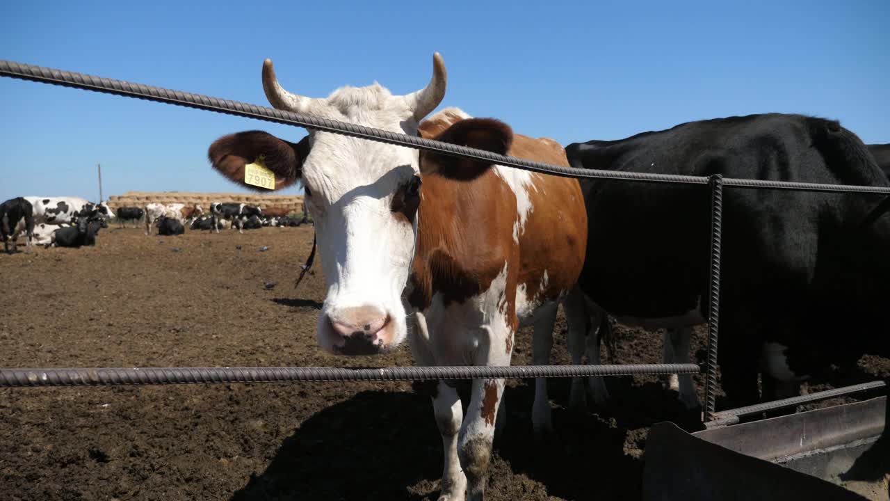 搞笑的白棕色奶牛从镜头中慢动作回到大农场视频下载