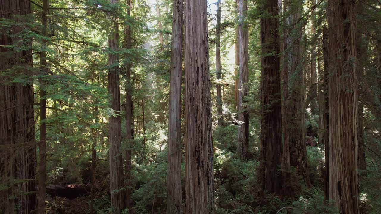 加州古代海岸红杉森林鸟瞰图视频下载