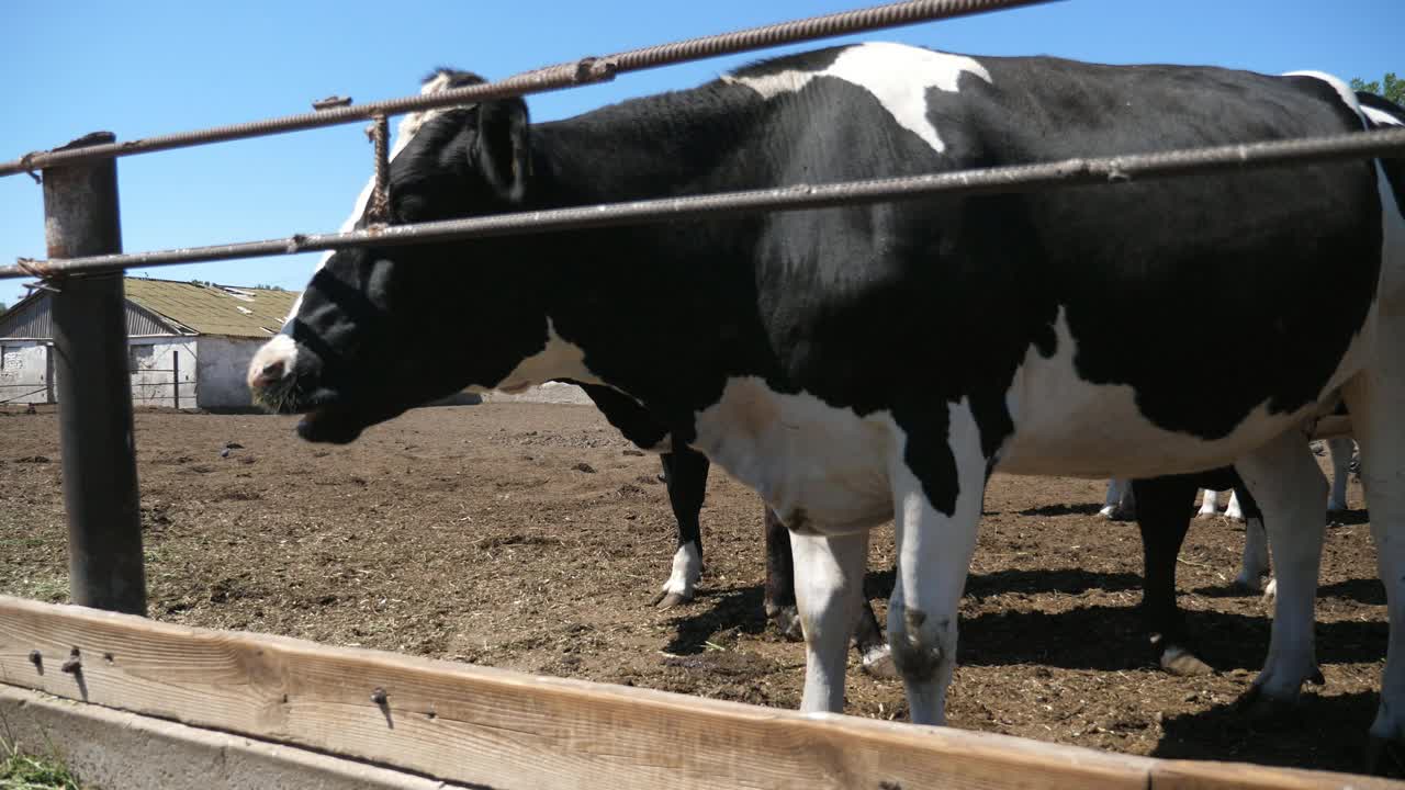 搞笑的黑白奶牛后退在一个大农场在夏天慢动作视频下载