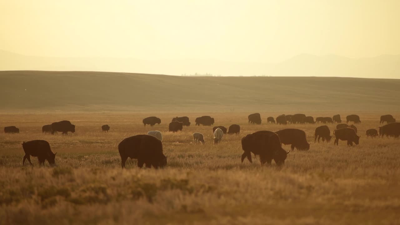 一群美洲野牛正沿着科罗拉多大草原移动视频下载