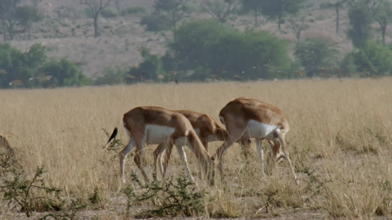 半沙漠地区的一小群雌性黑羚正在吃干草视频素材
