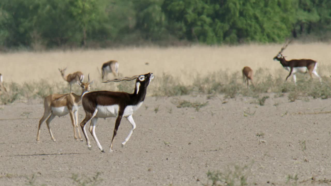 这是黑羚在雌鹿附近的半沙漠地区奔跑的慢镜头。视频素材
