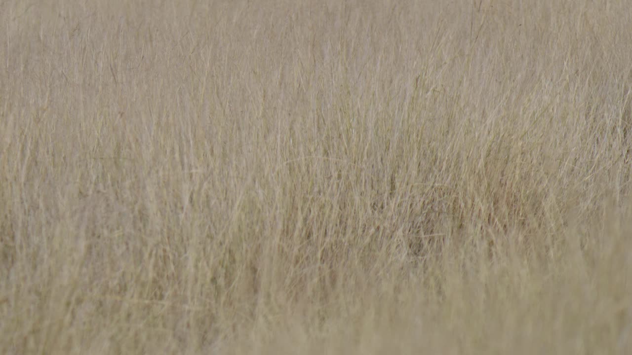 雄黑羚和雌黑羚在干燥的草丛中奔跑的慢镜头。视频素材