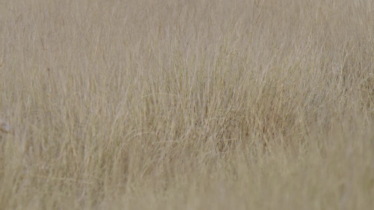一群黑鹿在干燥的草丛中奔跑的慢动作镜头。视频素材