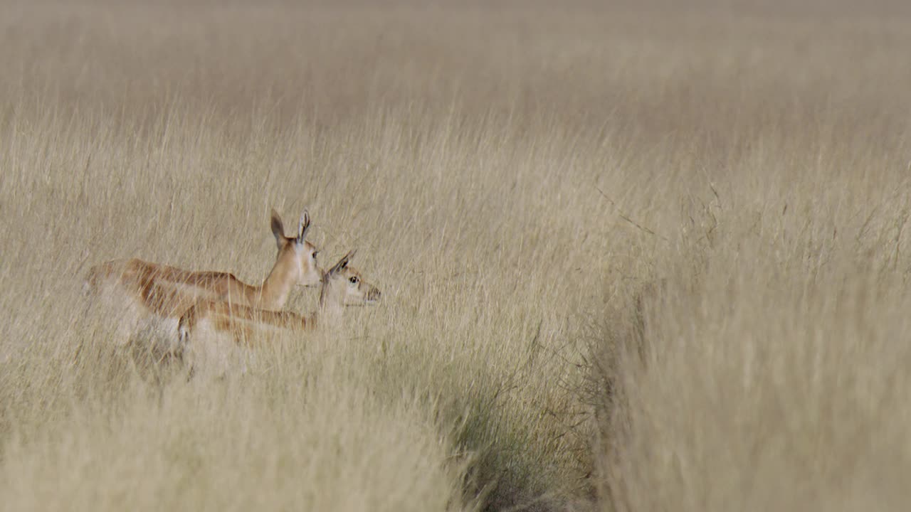 慢镜头拍摄的是一群雌性黑鹿穿过干燥的草丛视频素材
