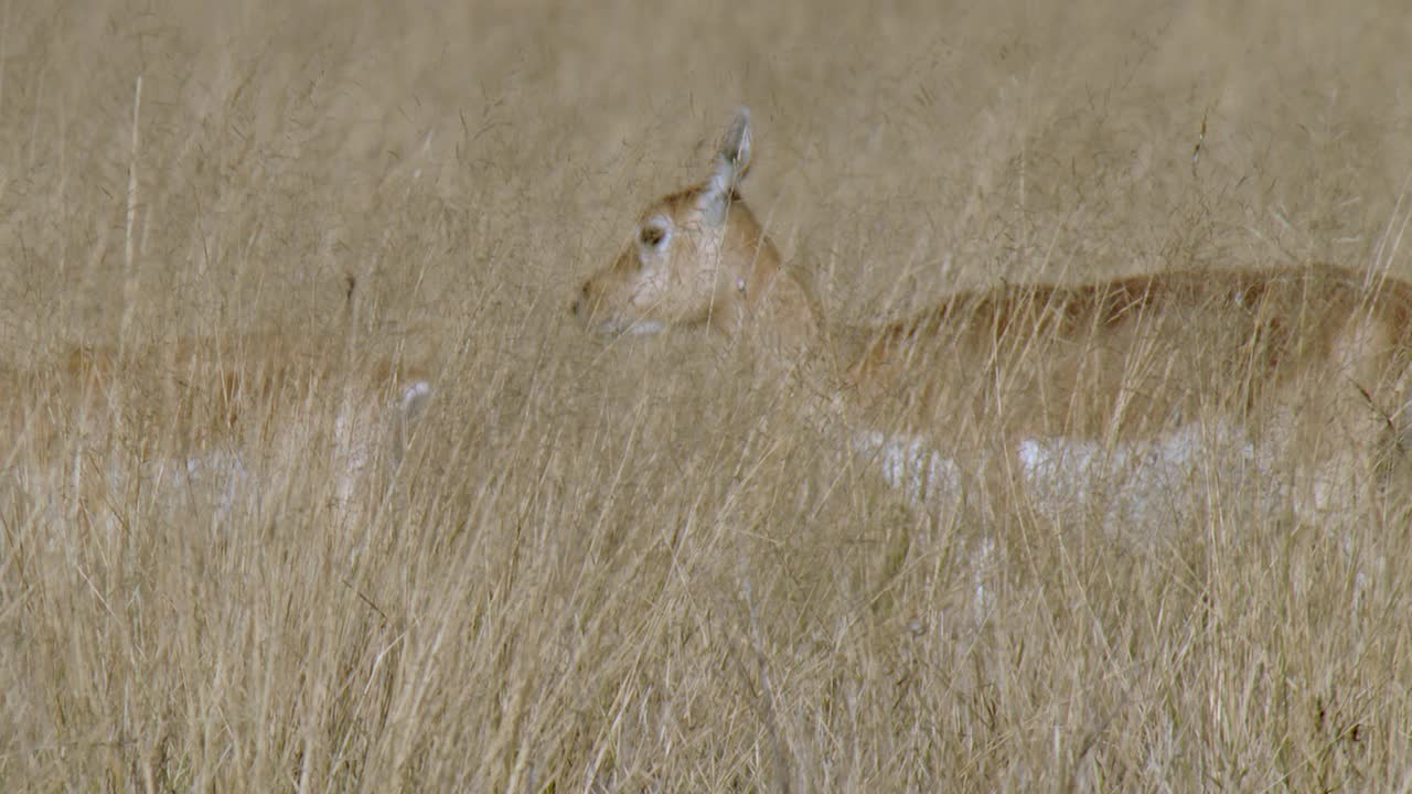 慢镜头拍摄的雌性黑雄鹿带着幼鹿在干草丛中行走。中镜头视频素材