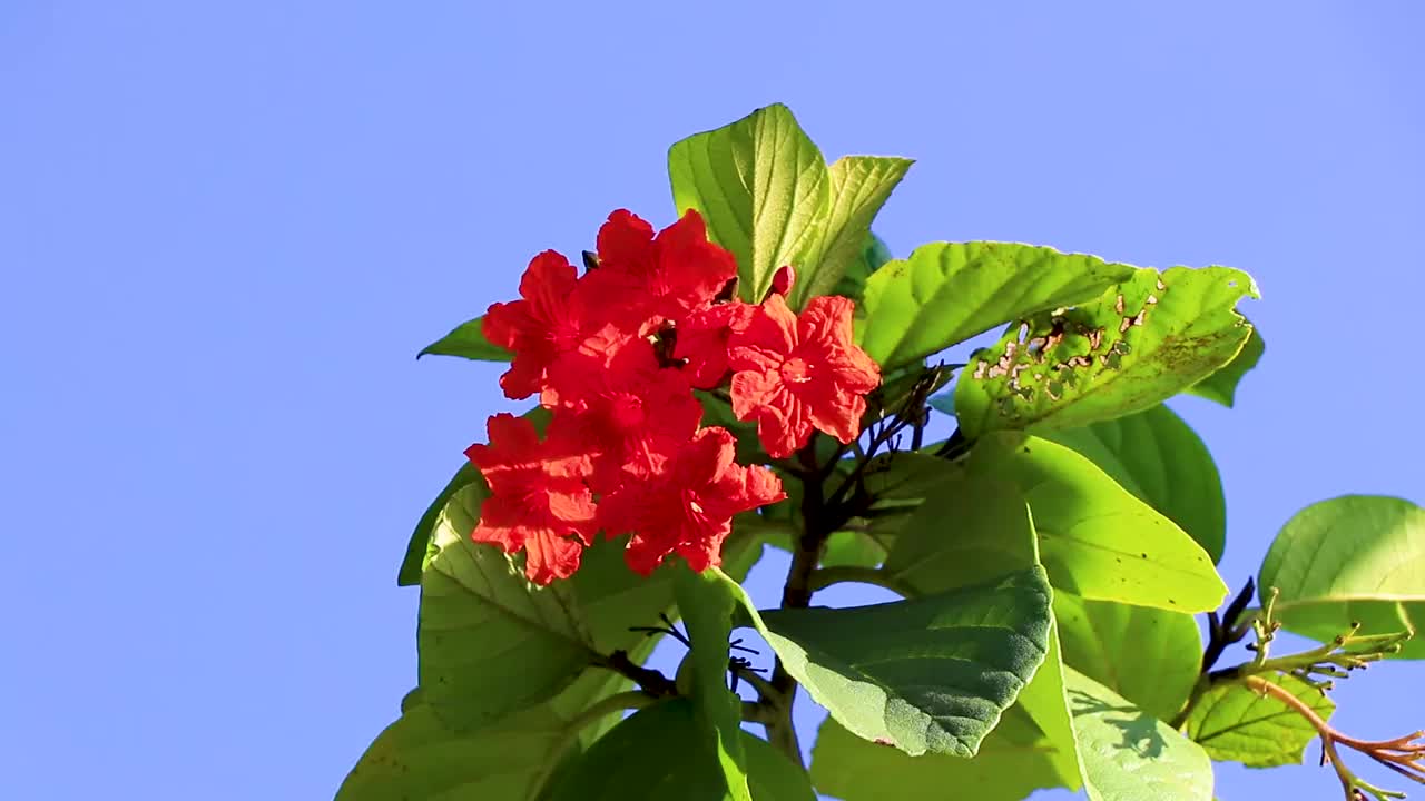 墨西哥一种有蓝色天空的开花树。视频素材