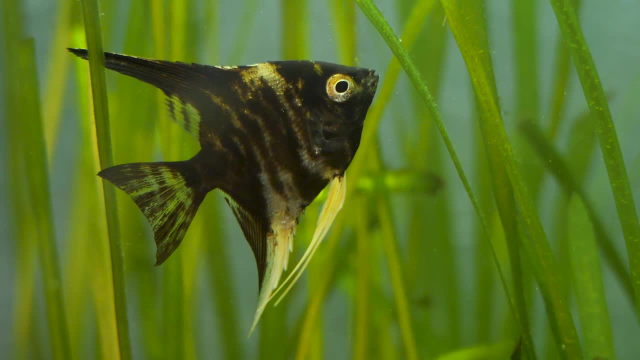 美丽的黑鱼在鱼缸或家庭水族馆游泳视频下载