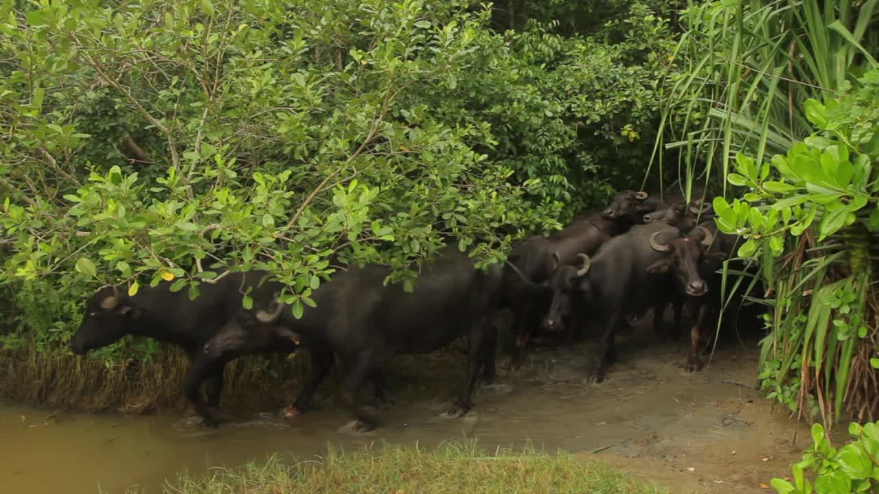 亚洲斯里兰卡湖里的公牛视频素材