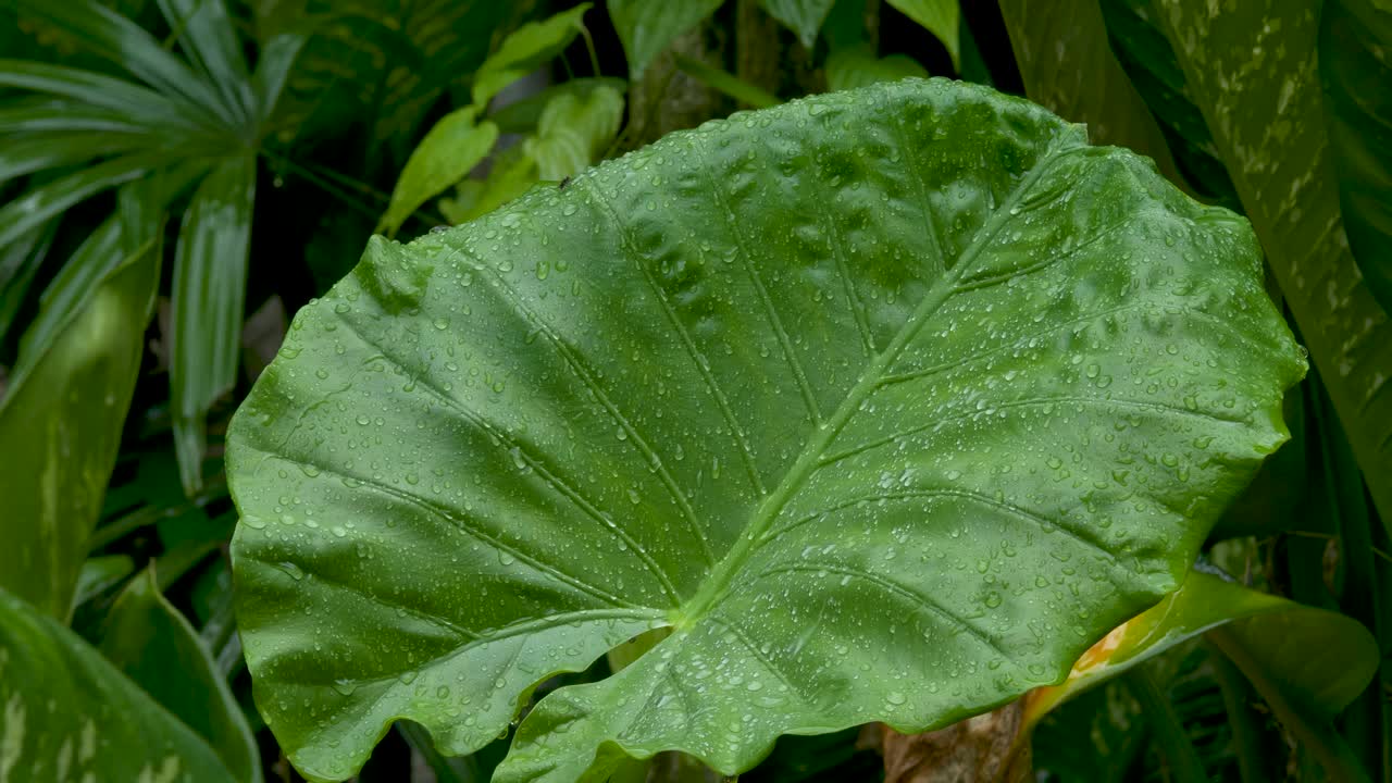 雨落在绿叶的背景上视频素材